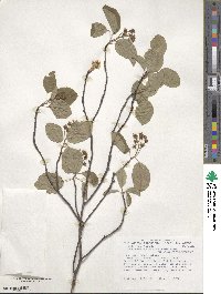 Amelanchier stolonifera image