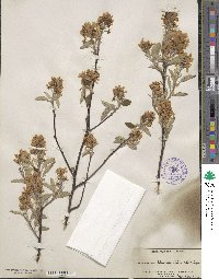 Amelanchier stolonifera image