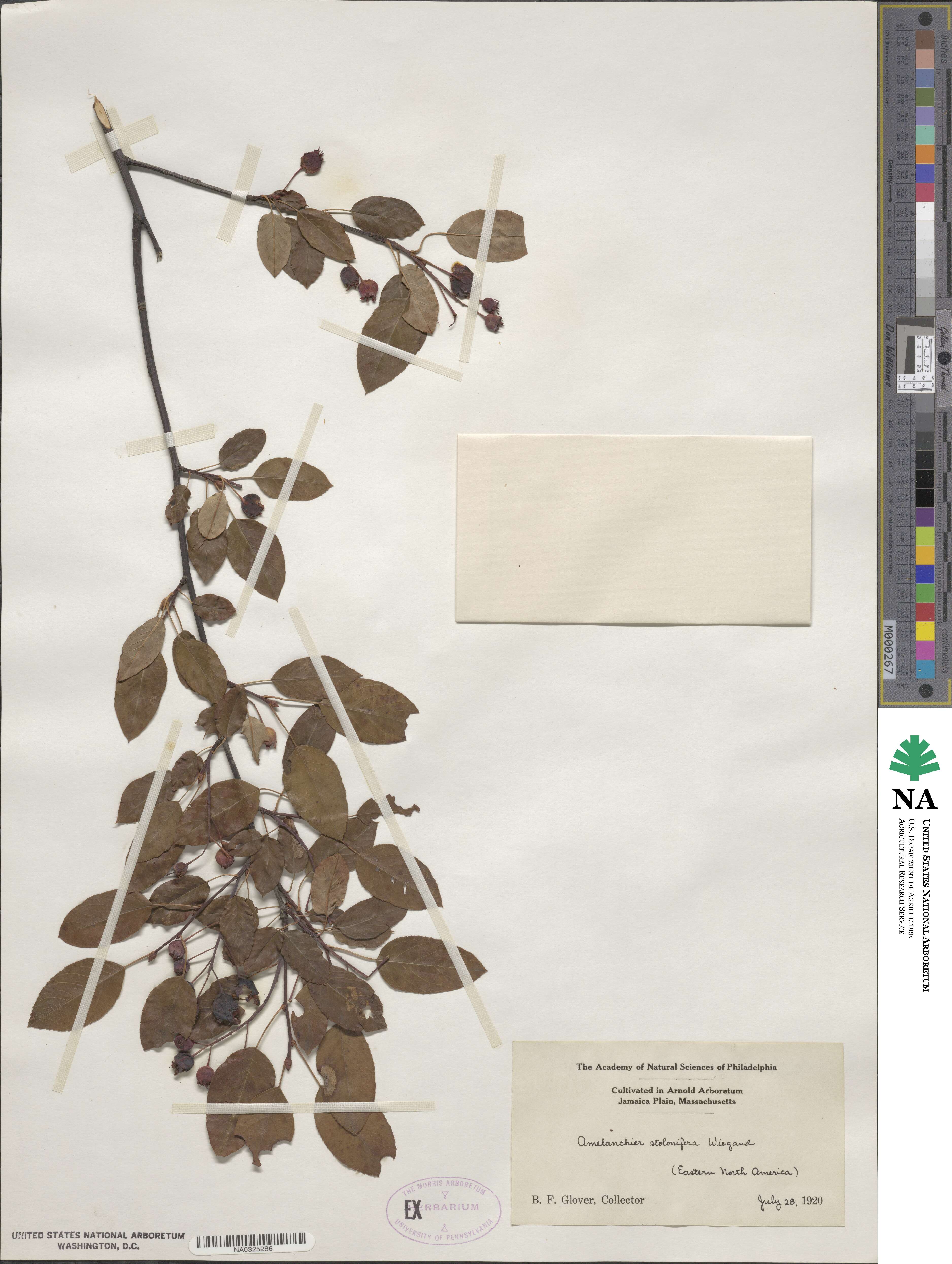Amelanchier stolonifera image