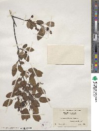 Amelanchier stolonifera image