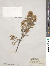 Amelanchier stolonifera image