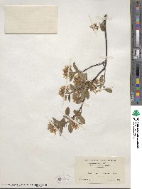 Amelanchier stolonifera image