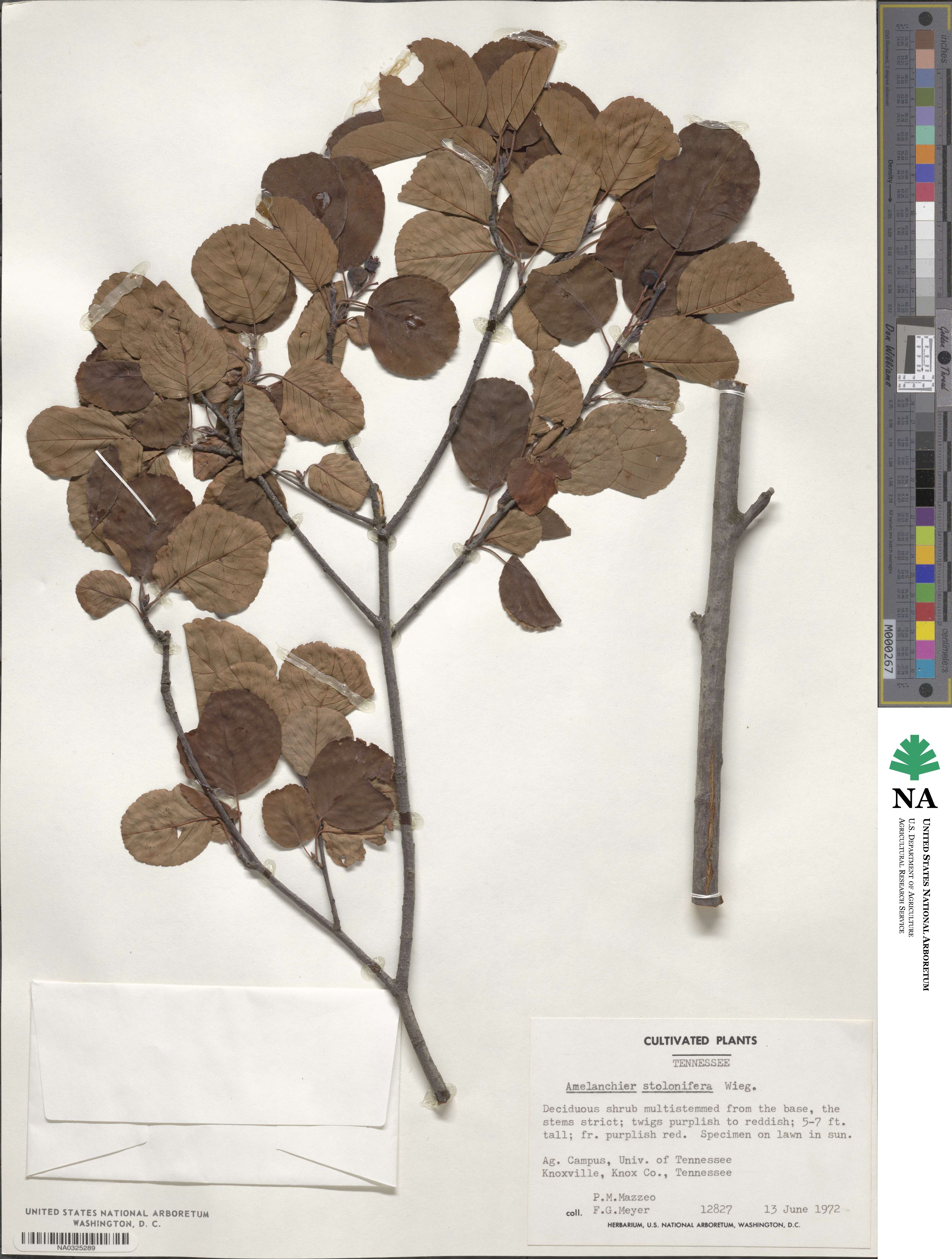 Amelanchier stolonifera image