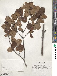 Amelanchier stolonifera image