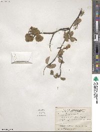 Amelanchier stolonifera image