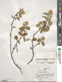 Amelanchier stolonifera image