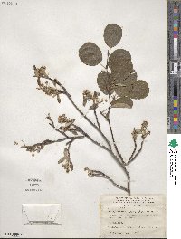 Amelanchier stolonifera image