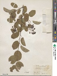 Amelanchier stolonifera image