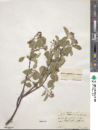 Amelanchier stolonifera image