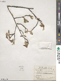 Amelanchier stolonifera image