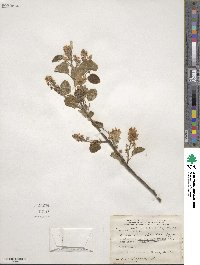 Amelanchier stolonifera image