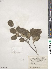 Amelanchier stolonifera image