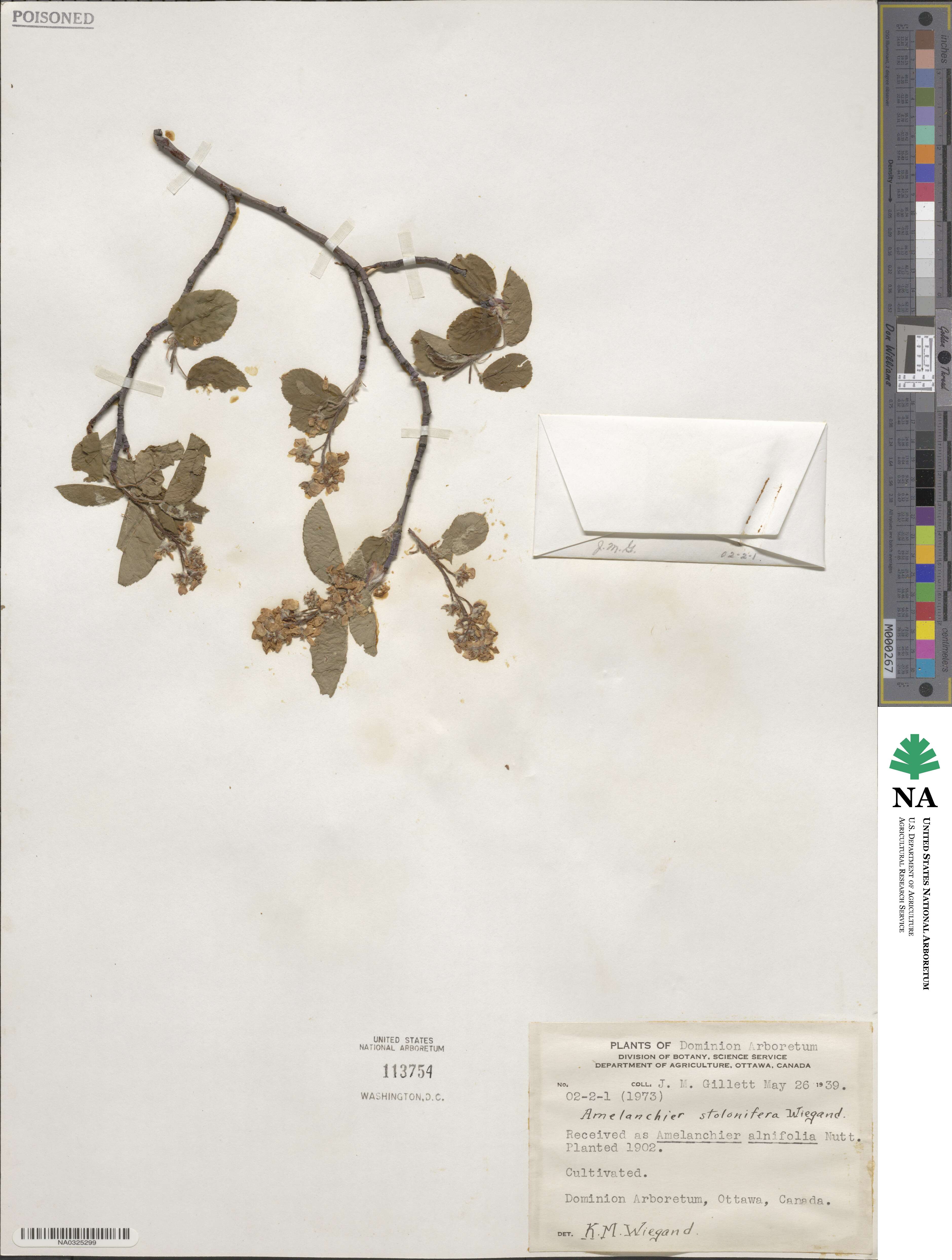 Amelanchier stolonifera image