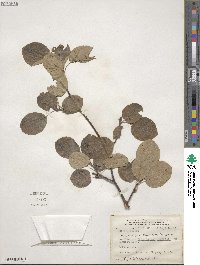 Amelanchier stolonifera image