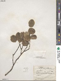 Amelanchier stolonifera image