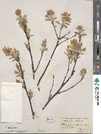 Amelanchier ovalis subsp. ovalis image