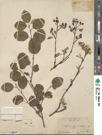 Amelanchier ovalis image