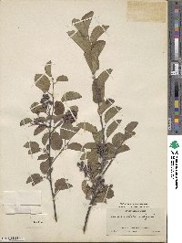 Amelanchier ovalis image