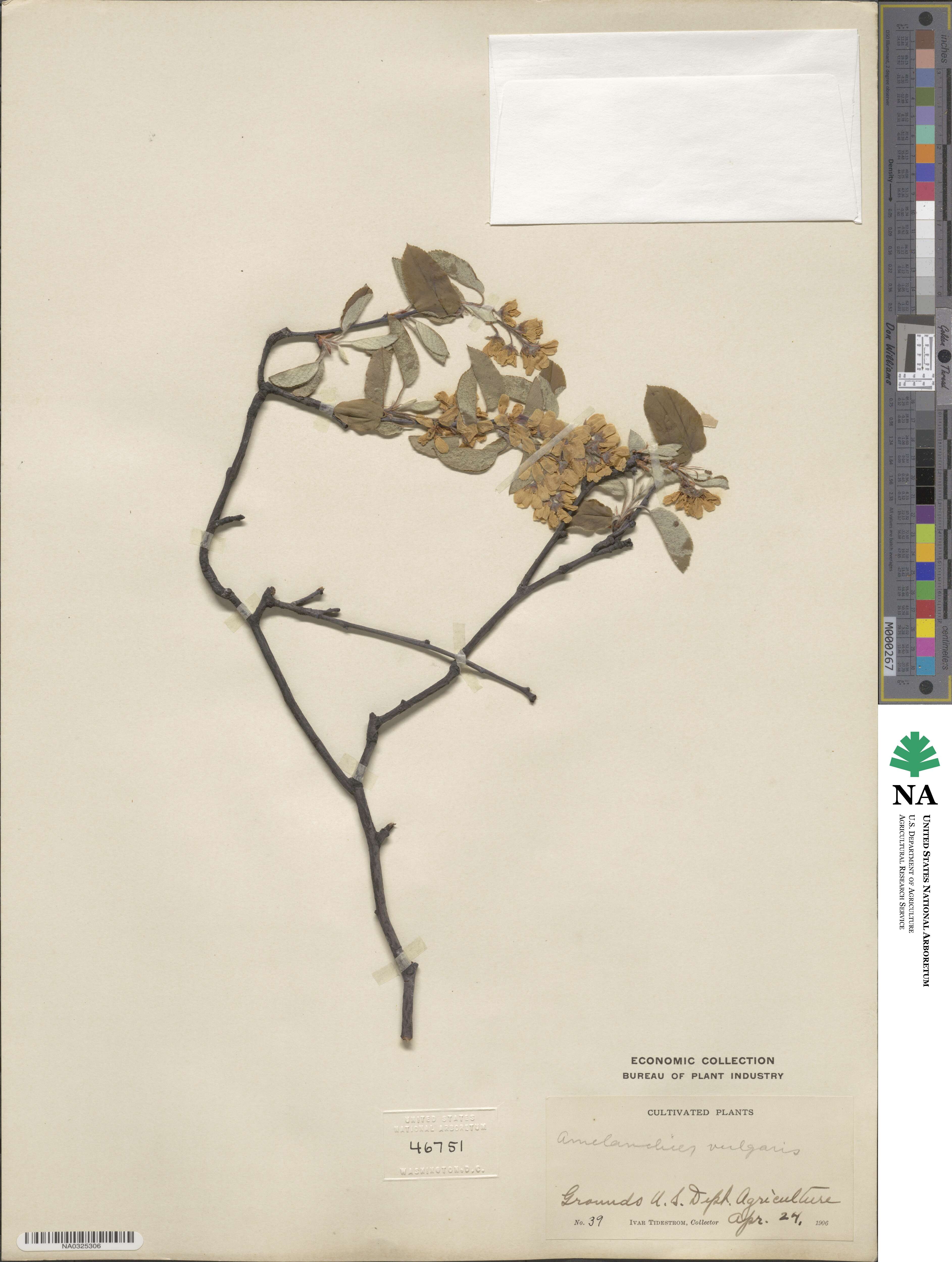 Amelanchier ovalis subsp. ovalis image