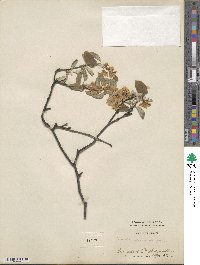 Amelanchier ovalis subsp. ovalis image