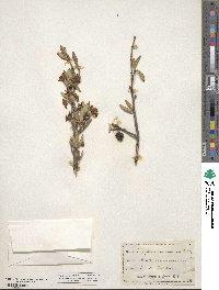 Amelanchier ramosissima image