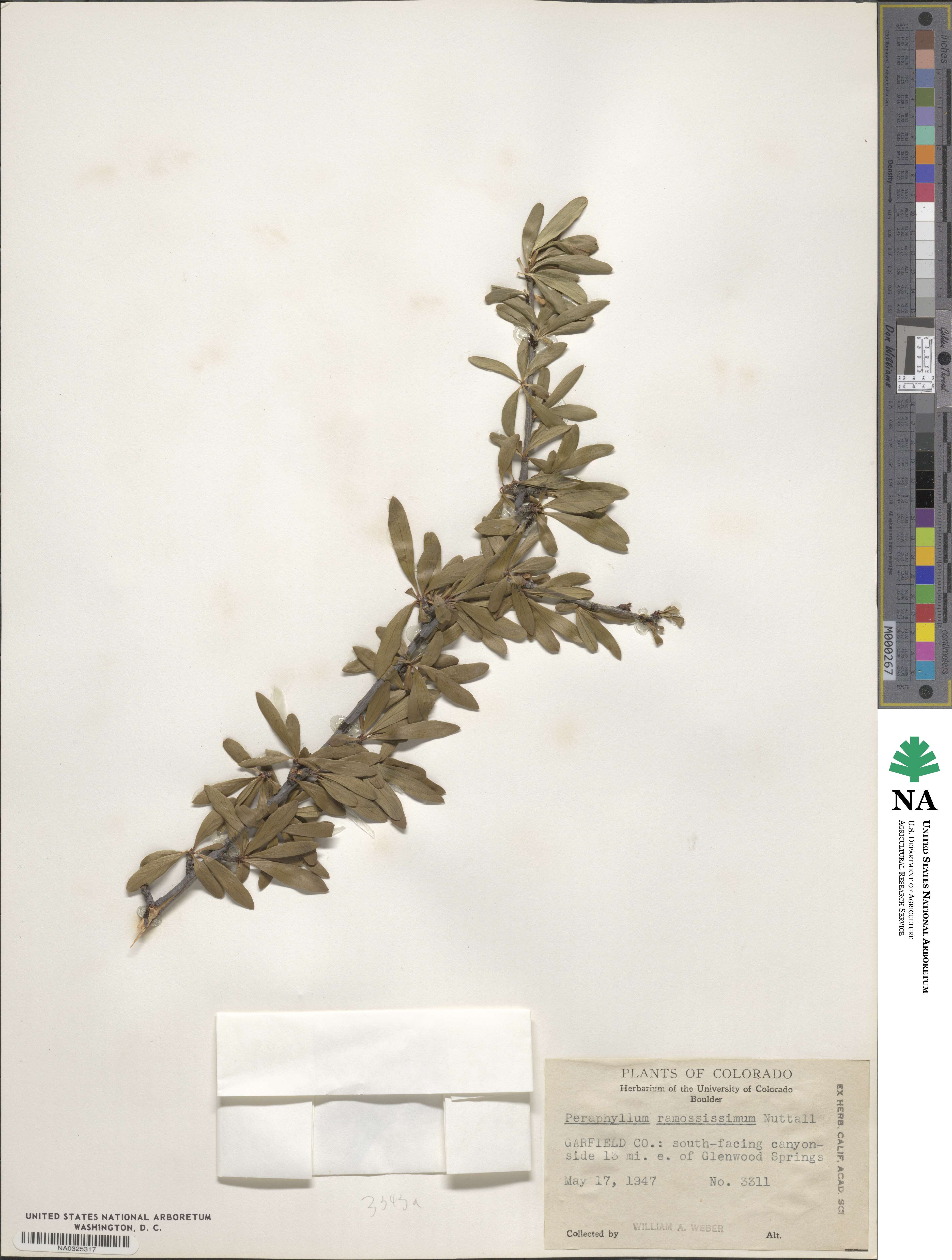 Amelanchier ramosissima image