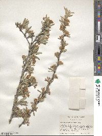 Amelanchier ramosissima image