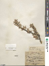 Amelanchier ramosissima image