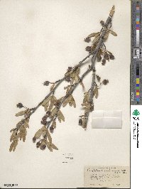 Amelanchier ramosissima image