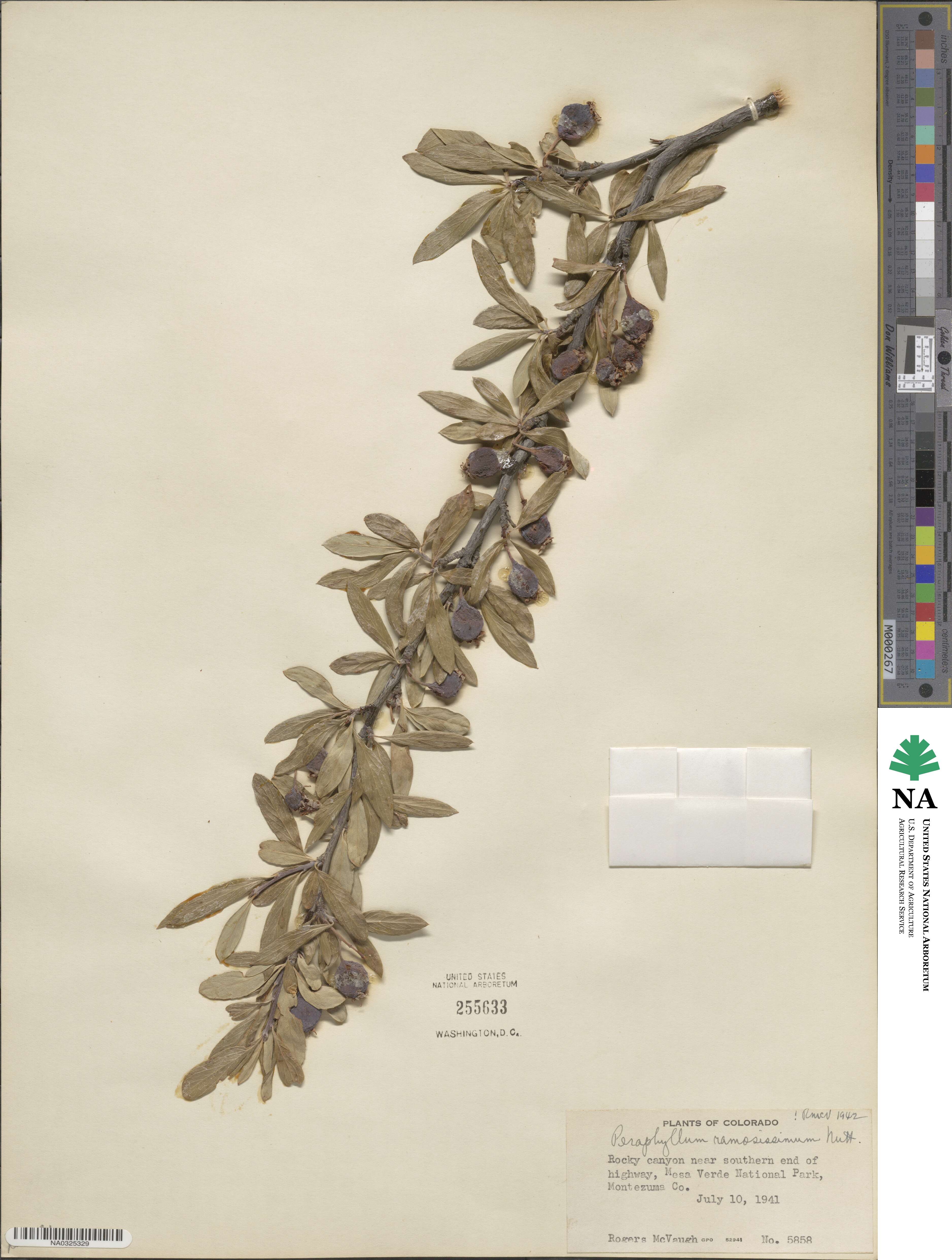 Amelanchier ramosissima image