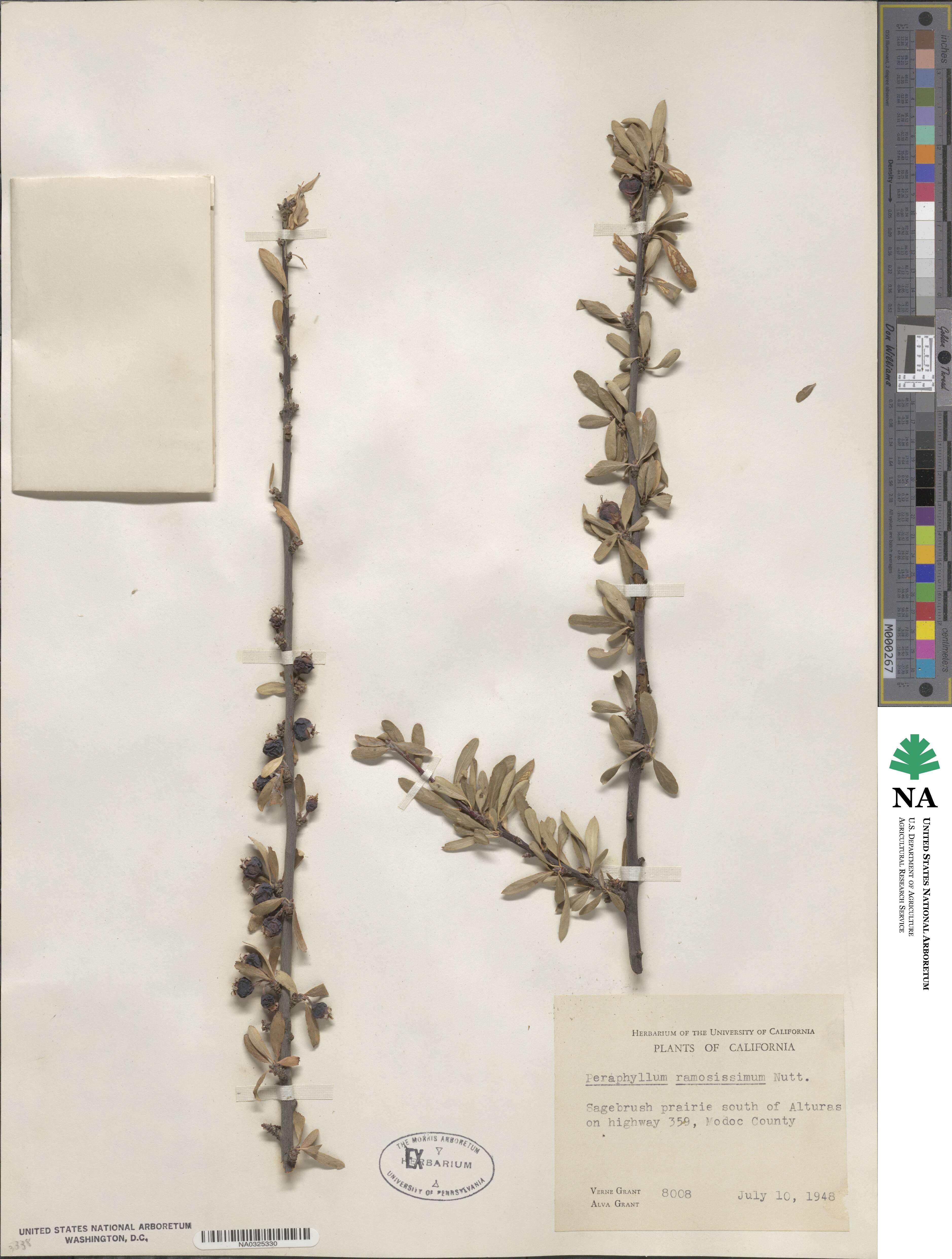 Amelanchier ramosissima image