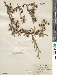 Amelanchier ramosissima image