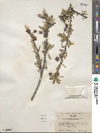 Amelanchier ramosissima image