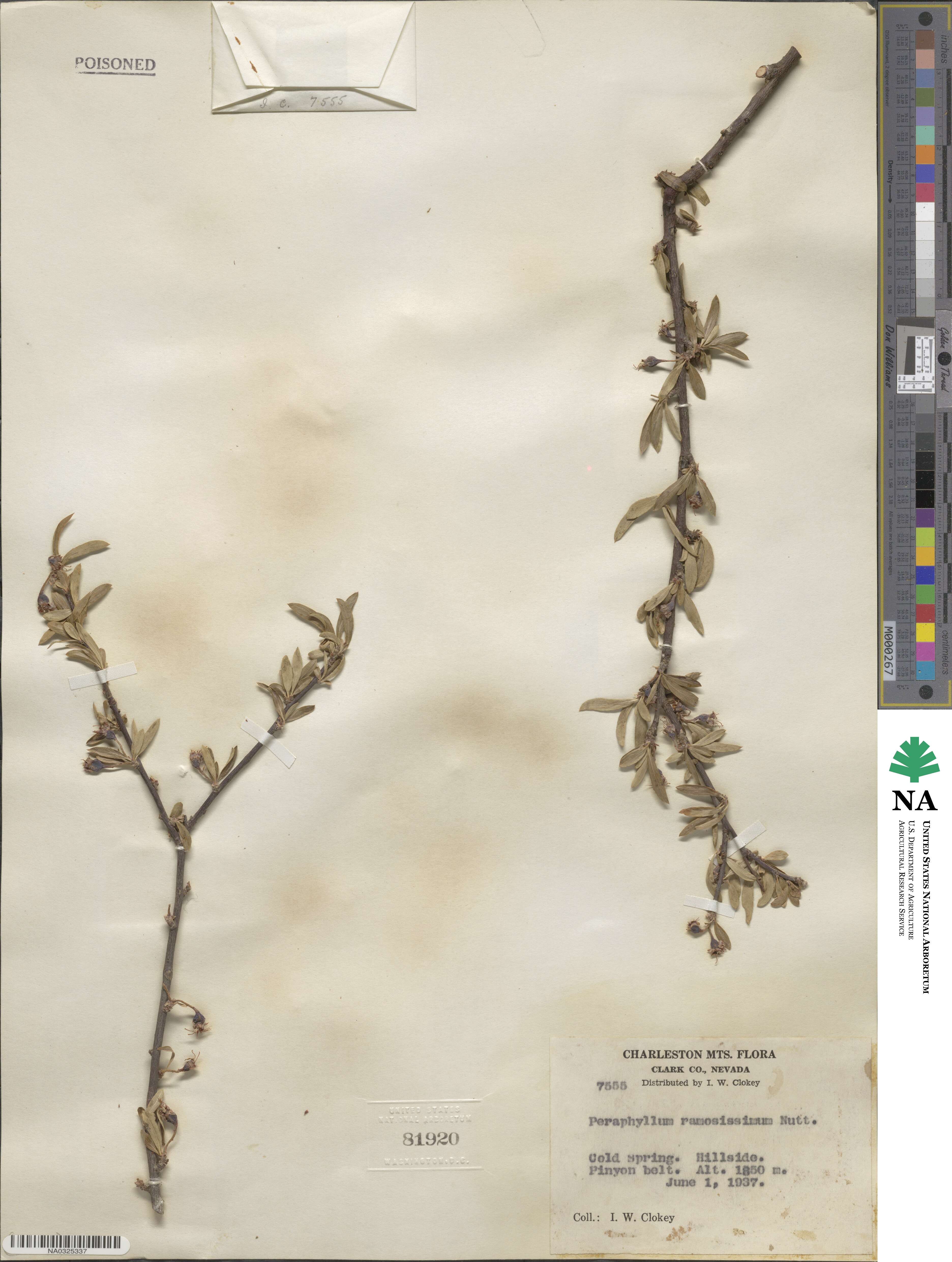 Amelanchier ramosissima image