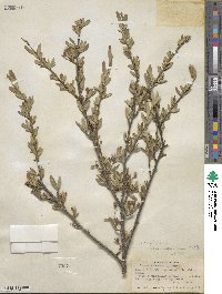 Amelanchier ramosissima image