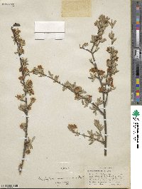 Amelanchier ramosissima image