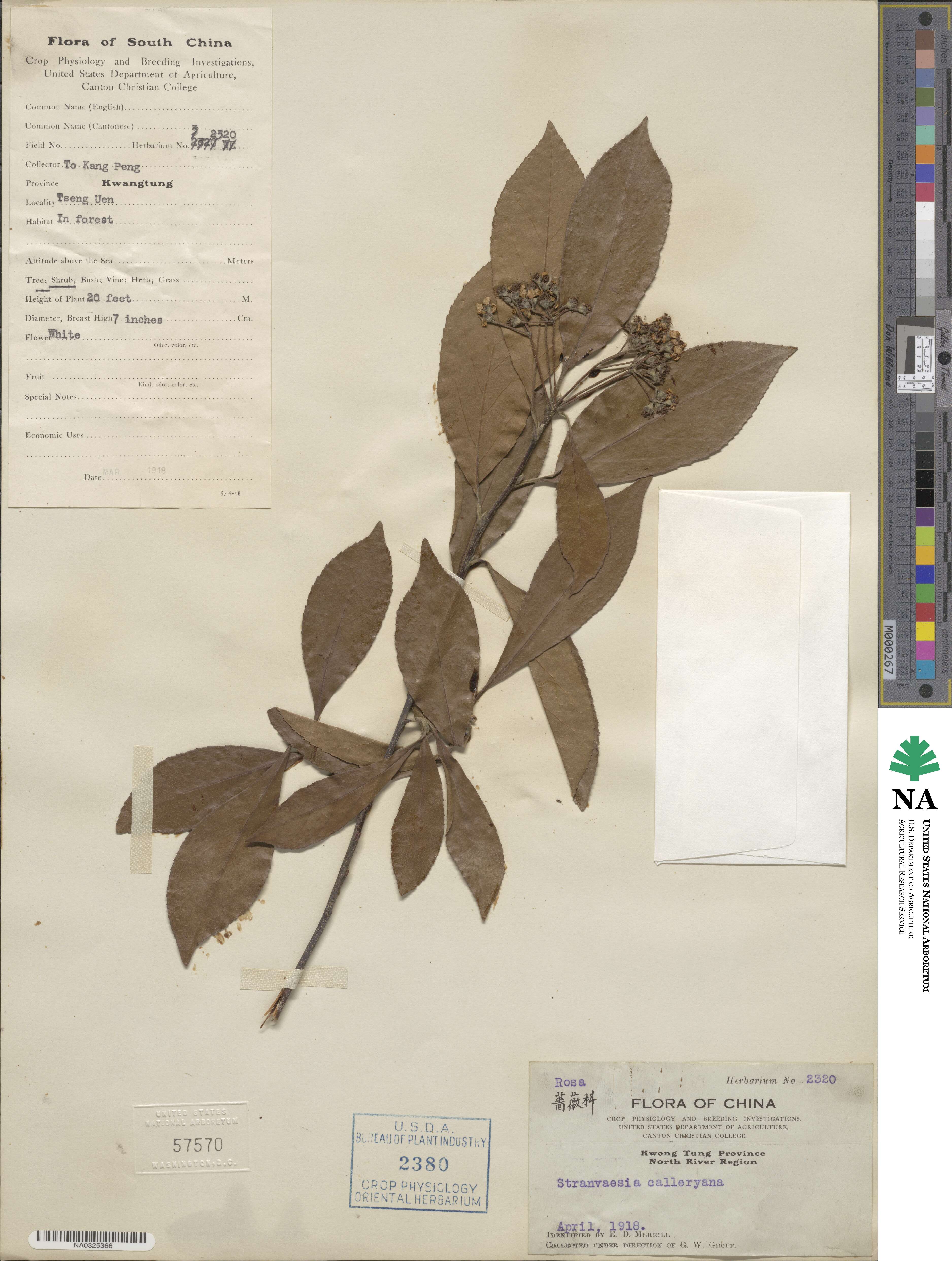 Pourthiaea calleryana image