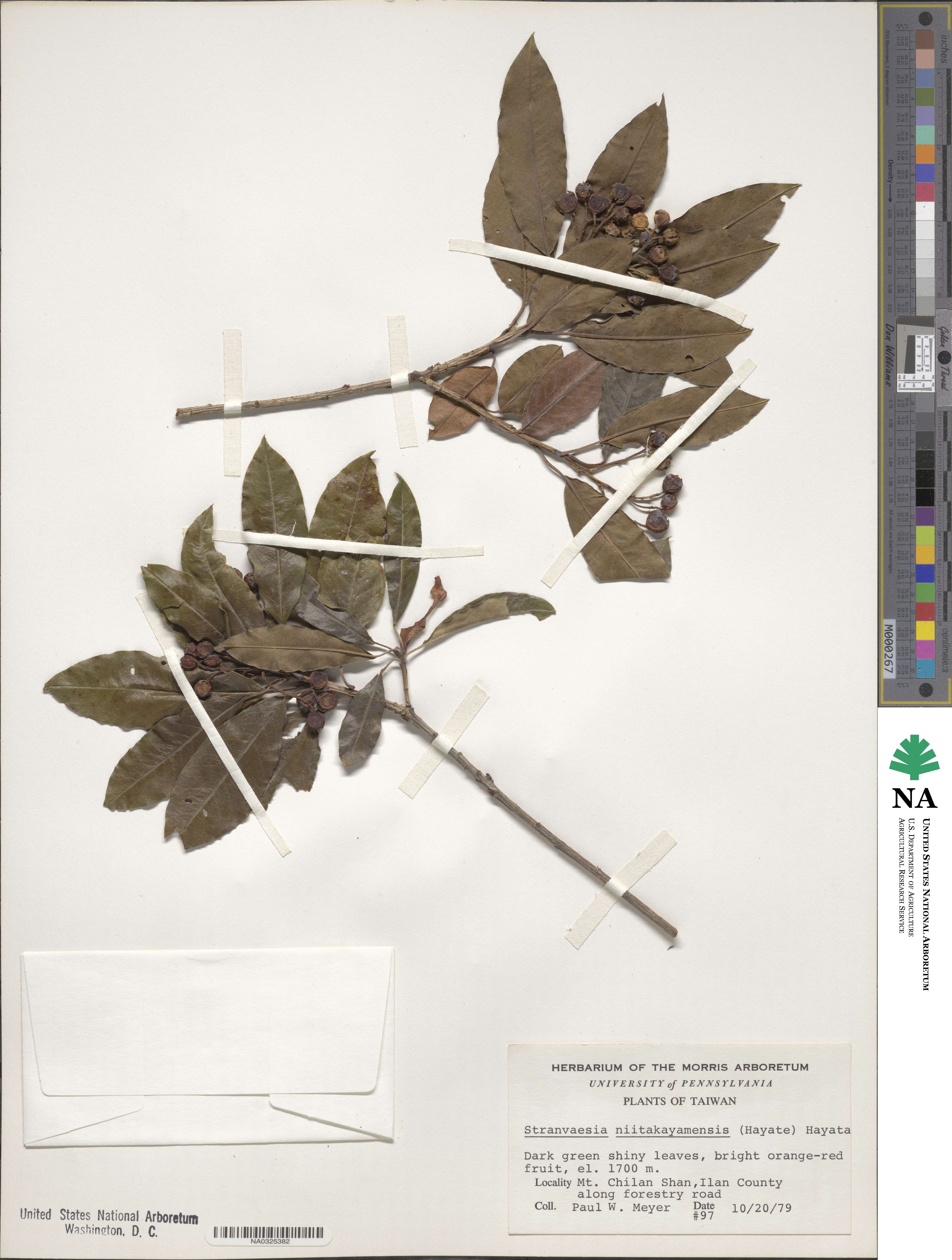 Stranvaesia davidiana image