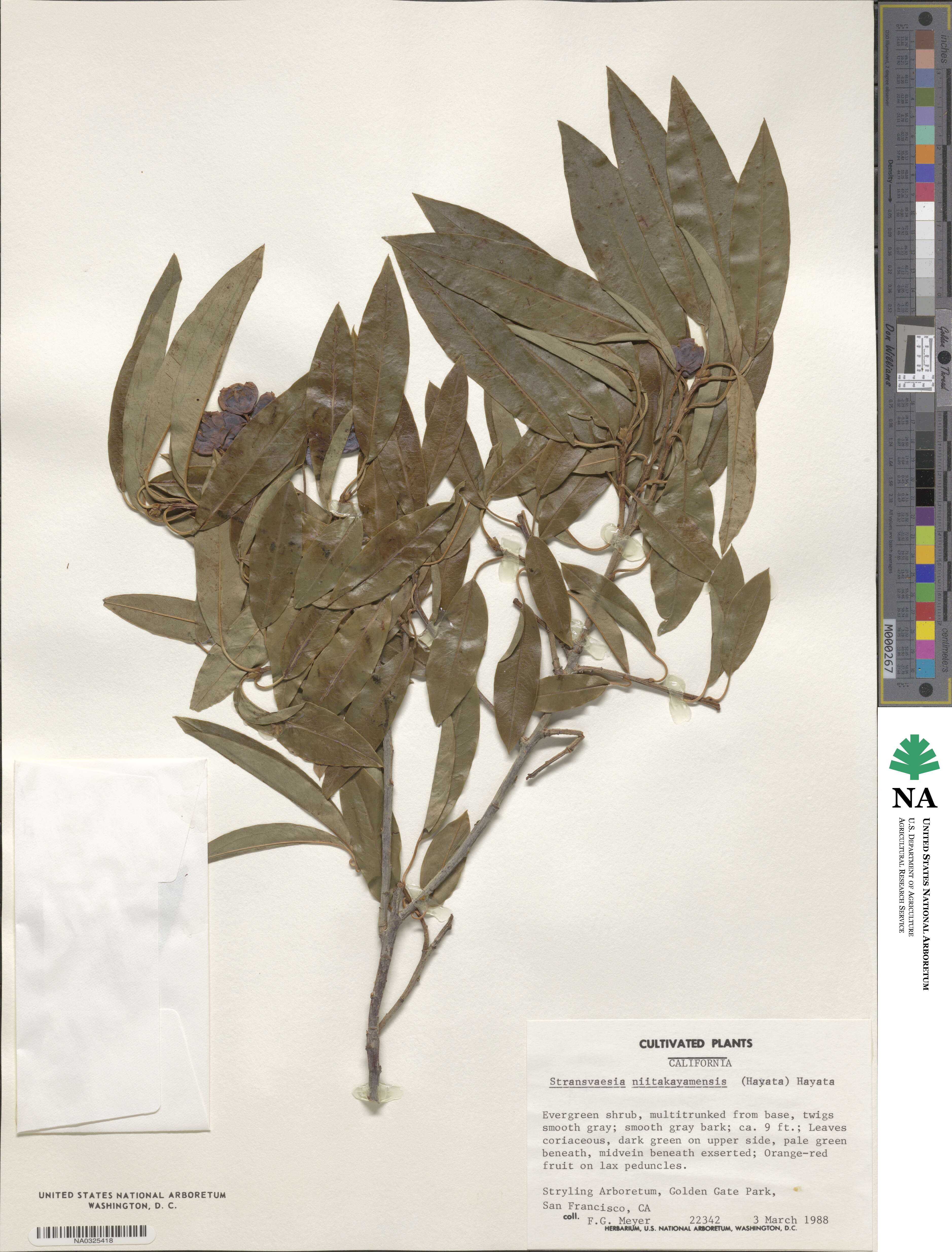 Stranvaesia davidiana image