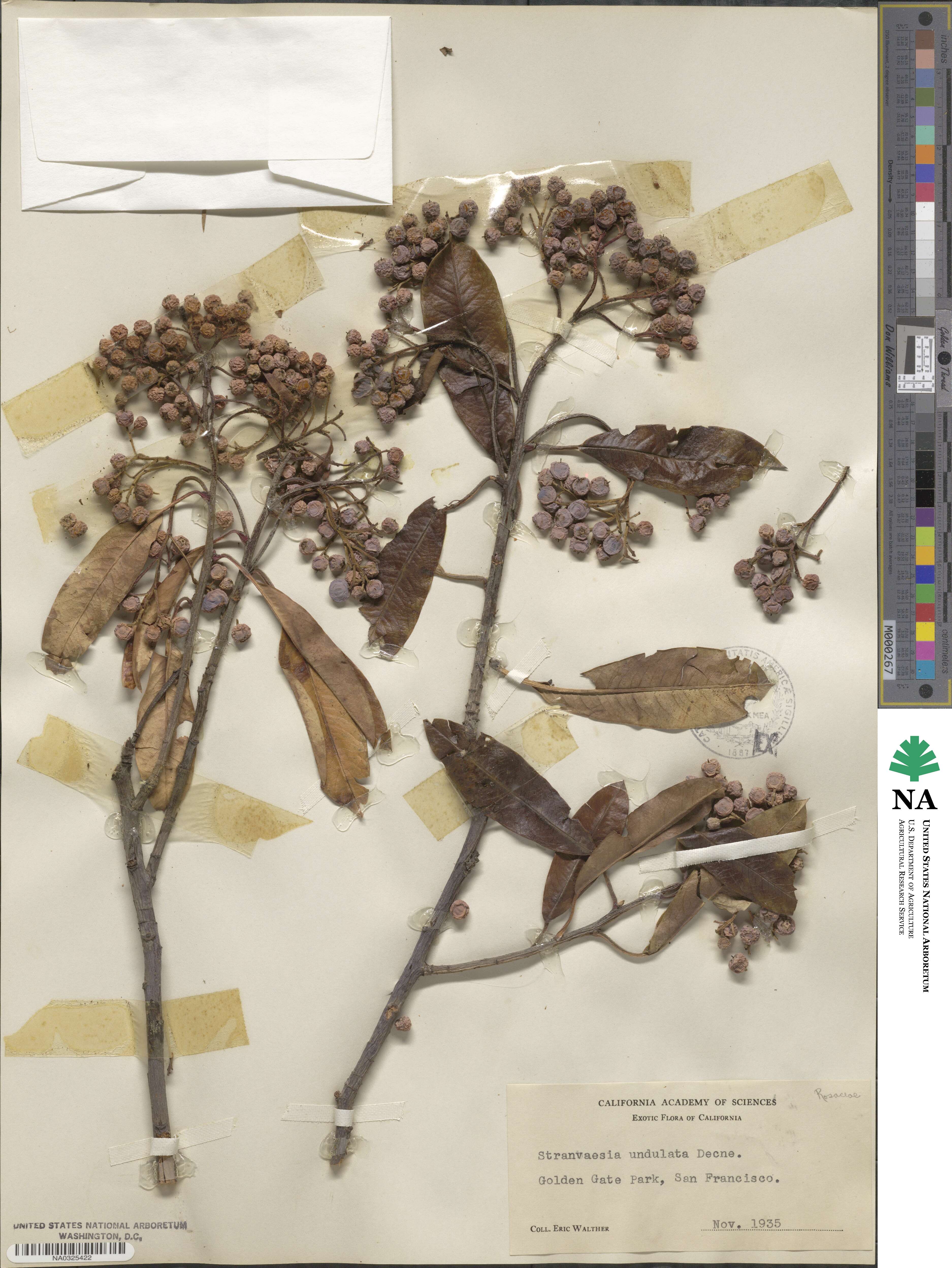 Stranvaesia davidiana image