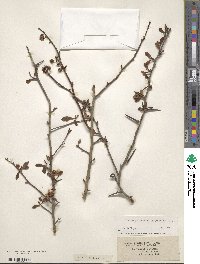 Image of Crataegus aestivalis