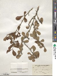 Crataegus aestivalis image