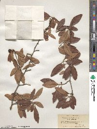 Crataegus aestivalis image