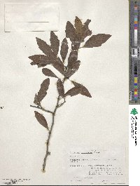 Crataegus aestivalis image