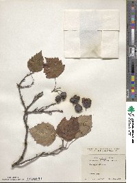 Crataegus mollis image