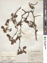 Crataegus mollis image