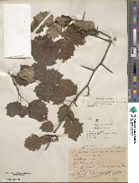 Crataegus mollis image