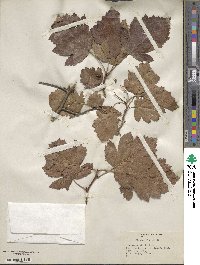 Crataegus altrix image