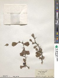 Crataegus lassa image