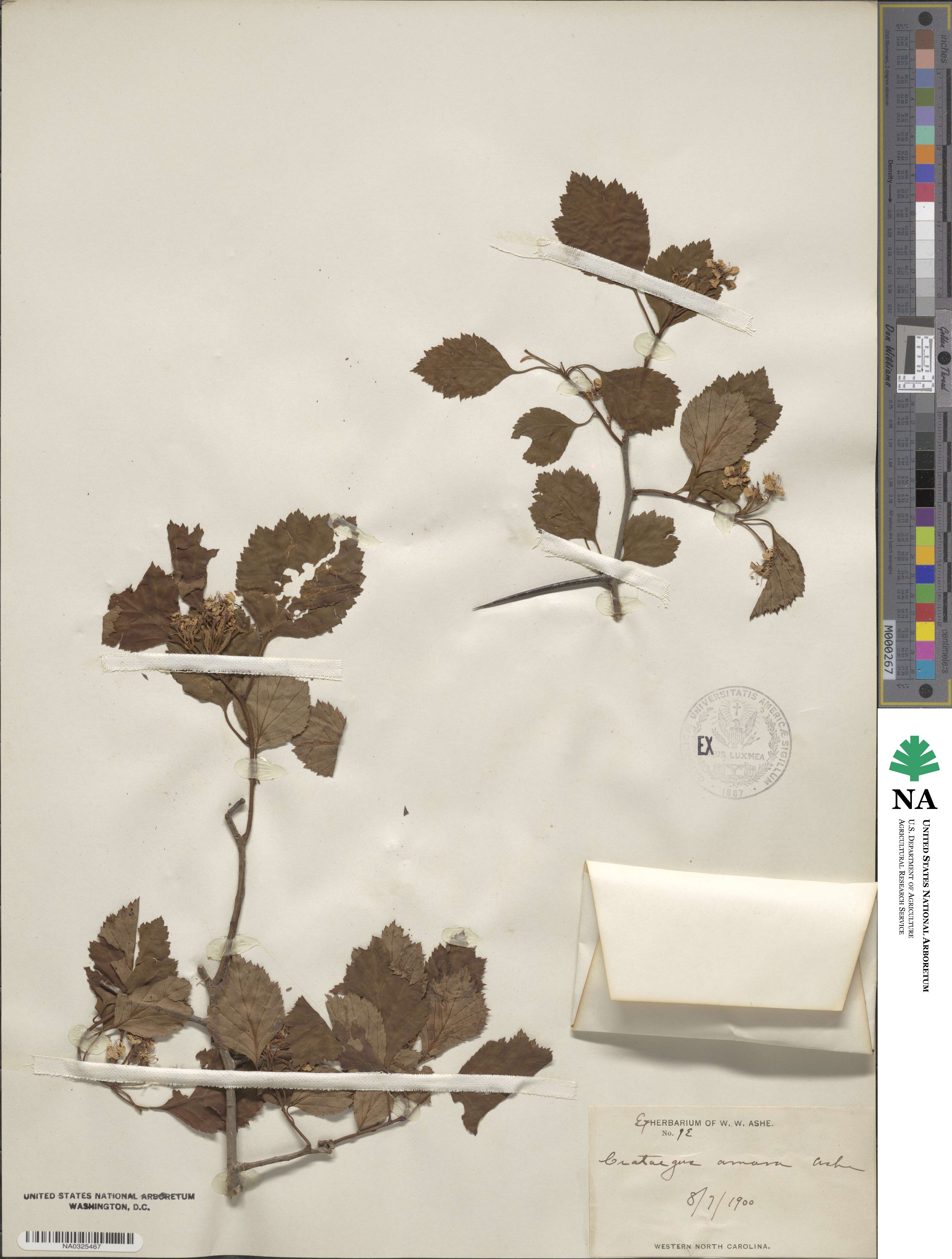 Crataegus amara image